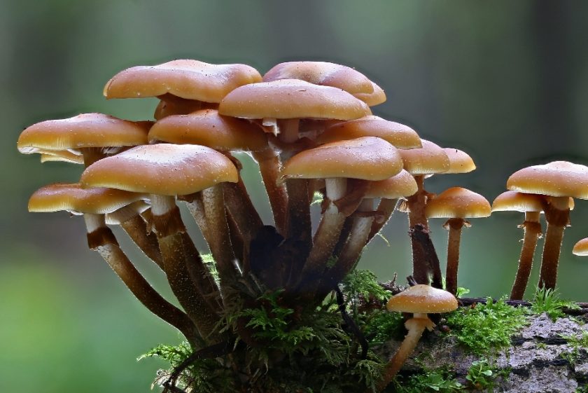 Rivoluzione nel mondo della moda: nasce dai funghi l’alternativa alla pelle animale