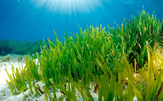 L’ENEA inventa i distanziatori ecosostenibili per la spiaggia