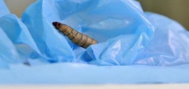 Il bruco che mangia la plastica: il merito della scoperta va a una biologa italiana