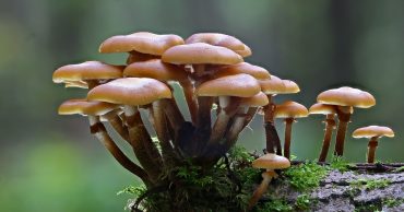 Rivoluzione nel mondo della moda: nasce dai funghi l’alternativa alla pelle animale