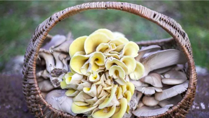 Nella Circular Farm funghi e ortaggi si producono con i fondi di caffè