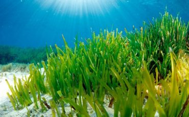 L’ENEA inventa i distanziatori ecosostenibili per la spiaggia